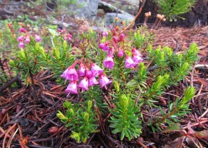 red heather at Nuk Tessli