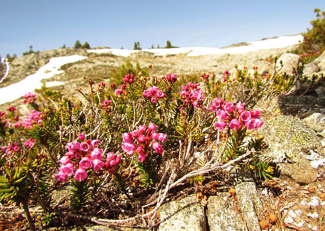 read heather at the top of Long Meadow