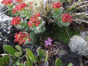 Moss Campion beneath roseroot