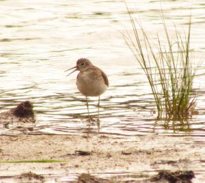 solitary sandpiper 