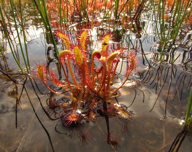 long-leaved sundew