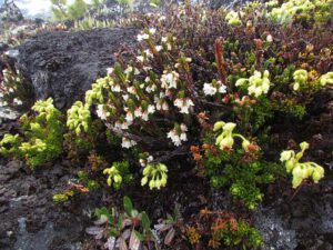 yellow and arctic heather