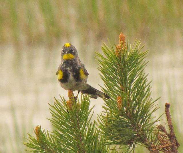 yellow-rumped warbler