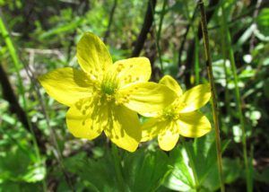 richardson's anemone