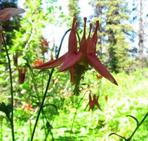 red columbine