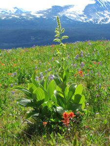 False hellibore flower stalk