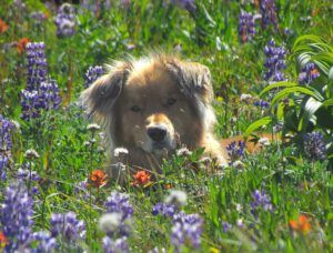 Harry in lupins