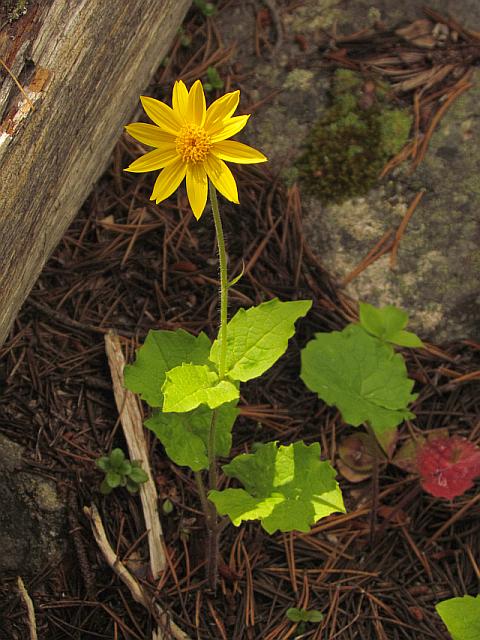 Heart-leaved arnica