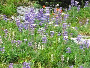 arctic lupins on Long Meadow