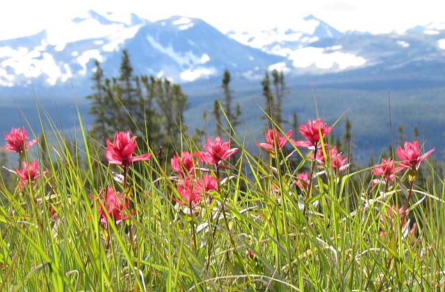 paintbrushes on Long Meadow