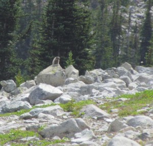 hoary marmot