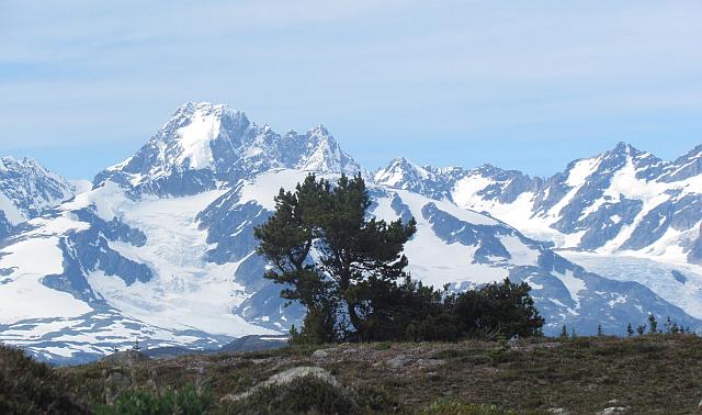 Pine tree and Mt Monarch