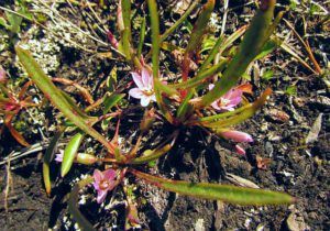 Lewisia pygmaea