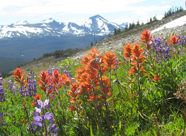 common red paintbrush and Flattop Mt