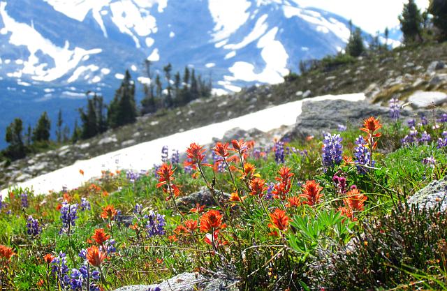 Gentian Valley in the background