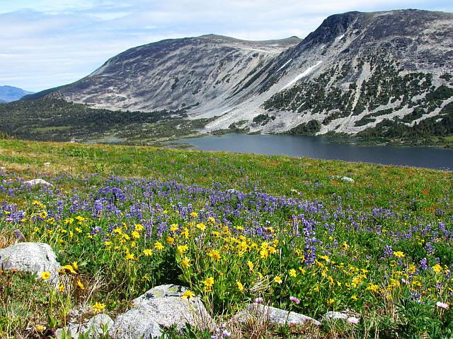 Mountain Arnica