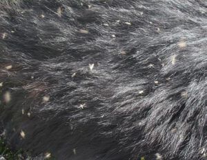 flies on Badger's fur