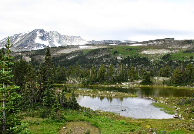 north pass meadows