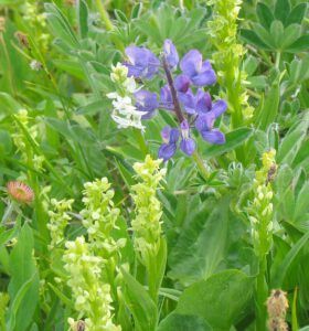 white and green bog orchids