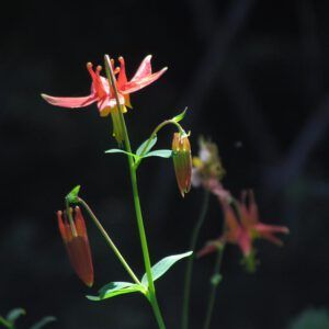 western columbine