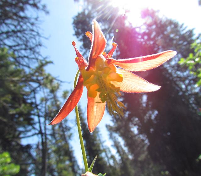 western columbine from underneath