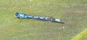 damselfly