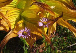 purple mountain daisies and false hellibore