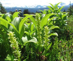 green bog orchids