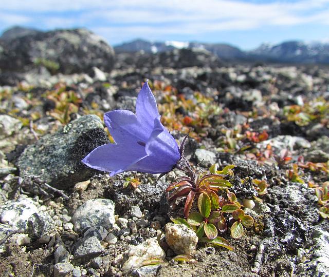 alpine harebell