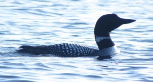 common loon