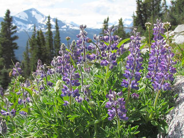 lupines