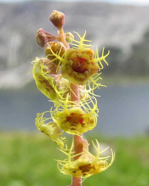 mitrewort close-up