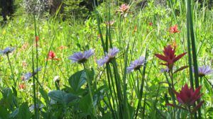 mixed flowers in Nuk Tessli's meadows