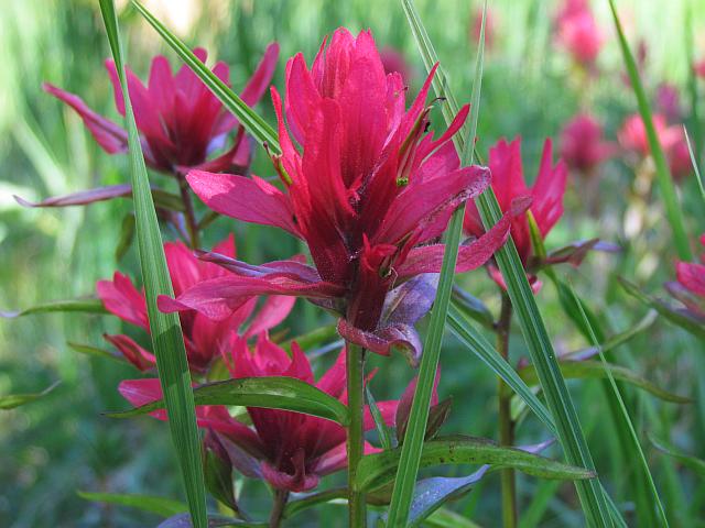 common red paintbrush