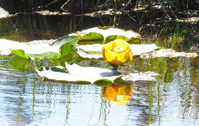 pond lily at Nuk Tessli
