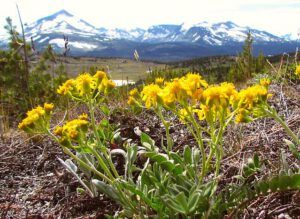 senecio canis