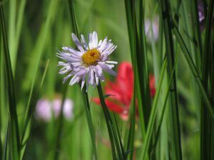 purple mountain daisy