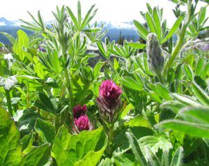 castilleja parviflora