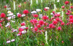 subalpine flowers