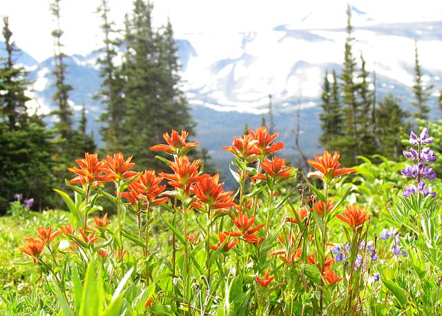 common red paintbrush