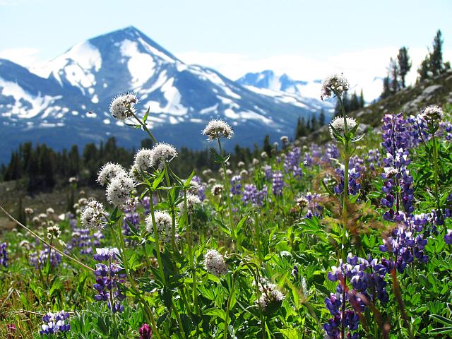 arctic lupin and sitka valerian