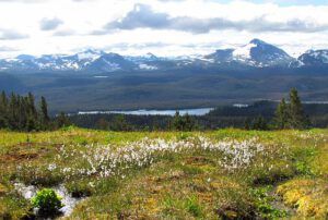 common cotton grass