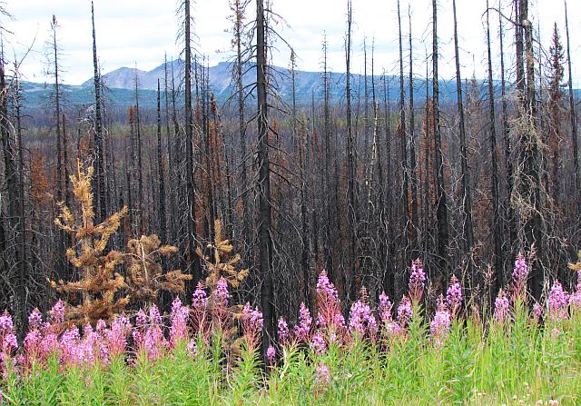 Fireweed in front of the Rainbow Mountains