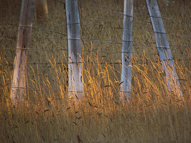 fence at Ginty Creek