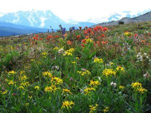 meadows below the Mammaries