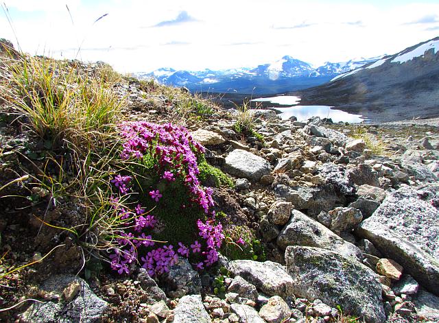 Moss Campion