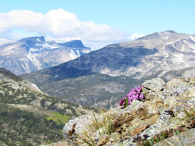 Moss campion on edge.