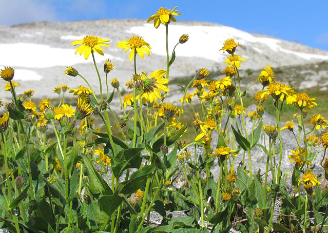 Mountain Arnica