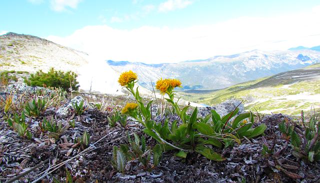 alpine goldenrod