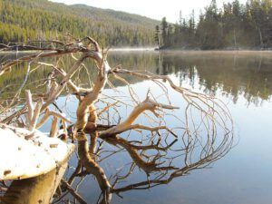 fallen tree at Otter Lake